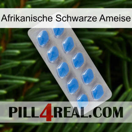 African Black Ant 22